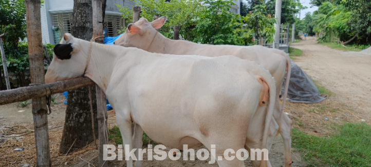 রানী সংকর জাতের এক জোড়া বকনা বাছুর বিক্রি করা হবে